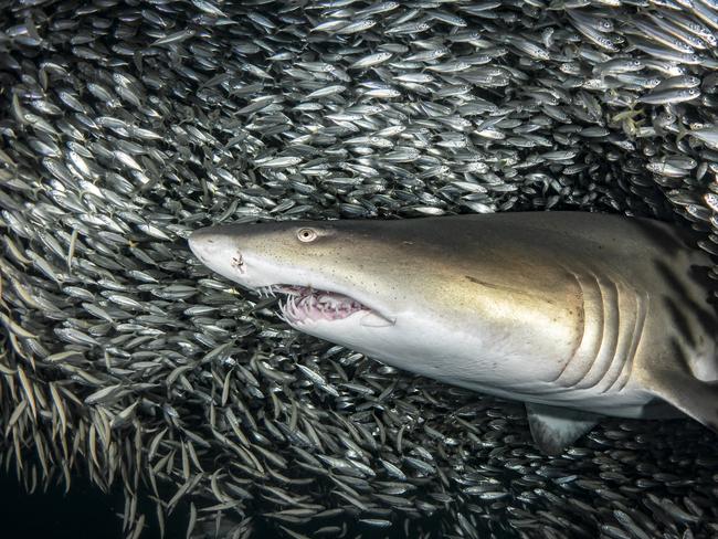 The bait balls within which the sharks swim are constantly moving, and can sometimes measure as much as several storeys high, PICTURE: TANYA HOUPPERMANS/CATERS