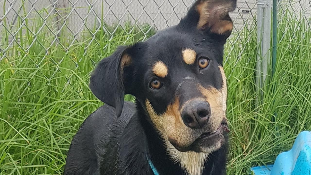 The couple have been fined $1500 after they brought their beloved pet kelpie into the national park. Picture: Supplied