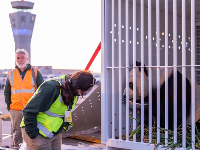 Adelaide Zoo officially waved goodbye to Giant Pandas Wang Wang and Fu Ni at Adelaide Airport on Friday 15th November 2024 Picture: Zoos SA