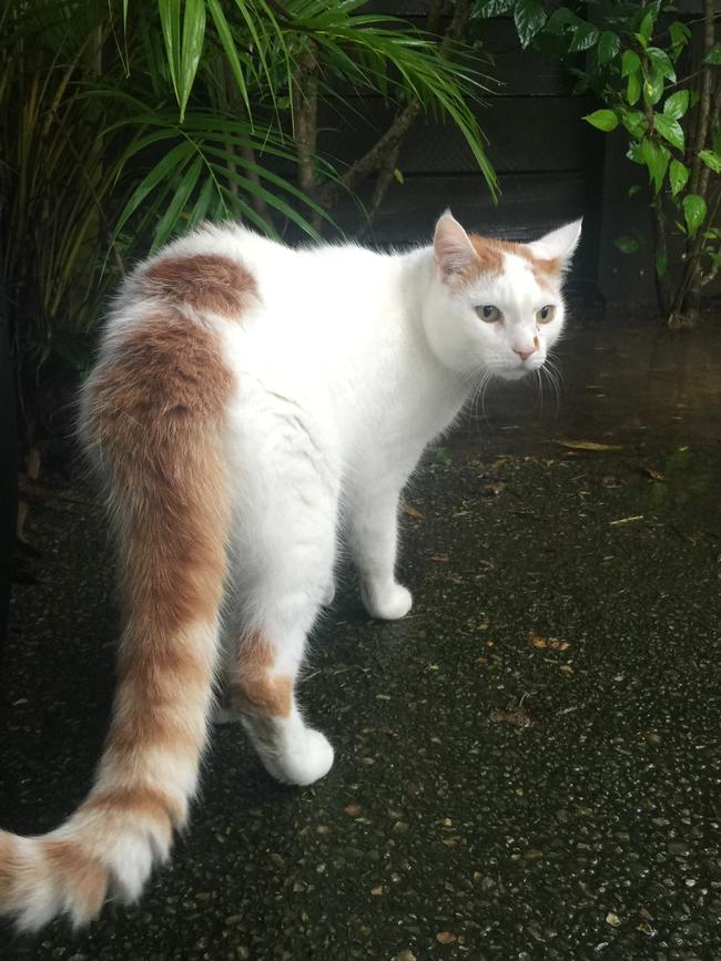 CHANCE: This mini mountain lion thinks he is king of the family. He loves racing around the house.