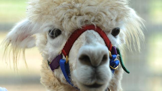 Last year couple Warren Dean and Lisa Cole were found not to be feeding five animals, causing the death of an alpaca.