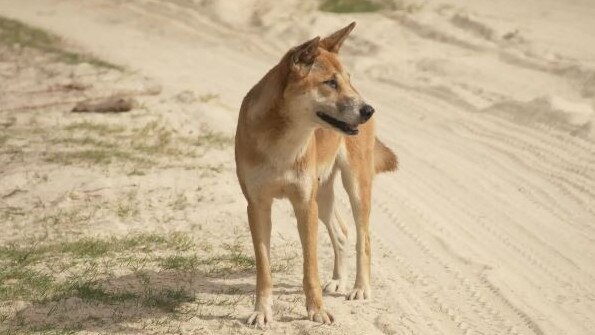 Experts say dingo attacks within homes were very uncharacteristic. Picture: Channel 9.