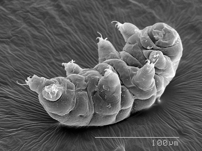 tardigrade water bear