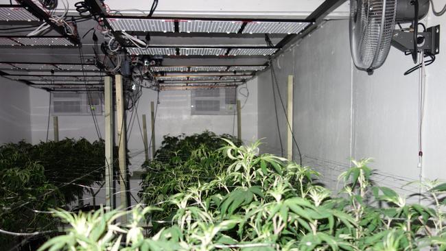 An active hydroponic growing system seized and destroyed.