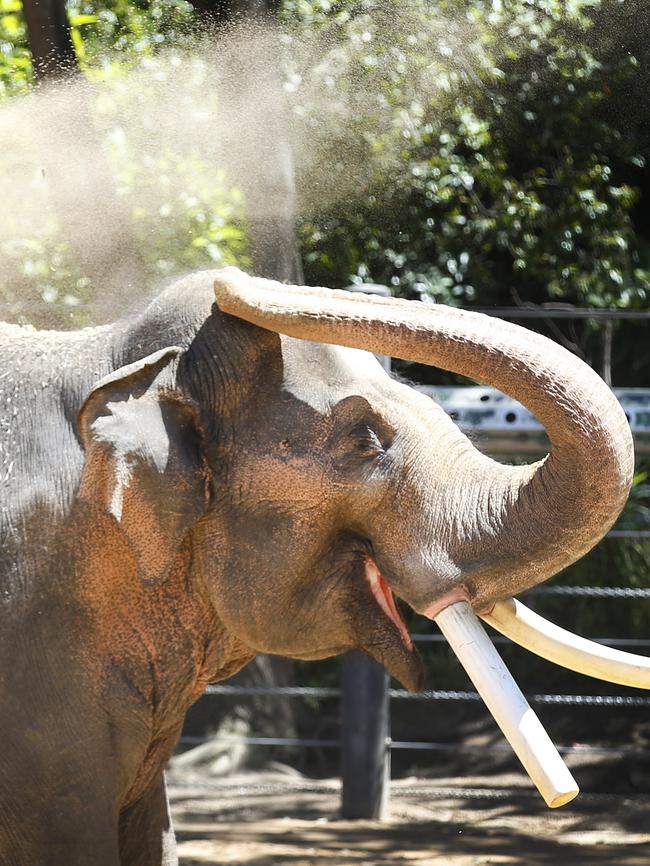 The elephant sired five calves. Picture: David Caird
