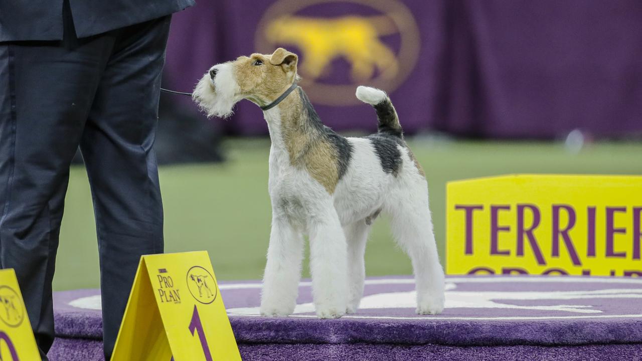 Vinny the wire fox terrier. Picture: AP