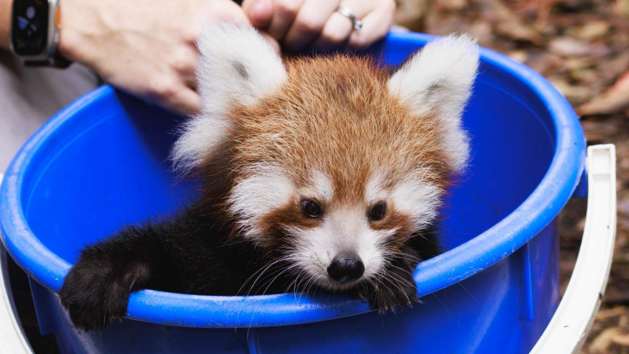 Pictured is one of Taronga Zoo’s newest twin red panda cubs, which was born in early December weighing a tiny 100g. Picture: supplied