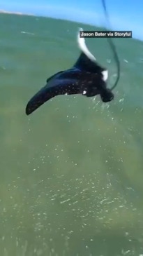 Fisherman reels in massive shark at Aussie tourist hotspot