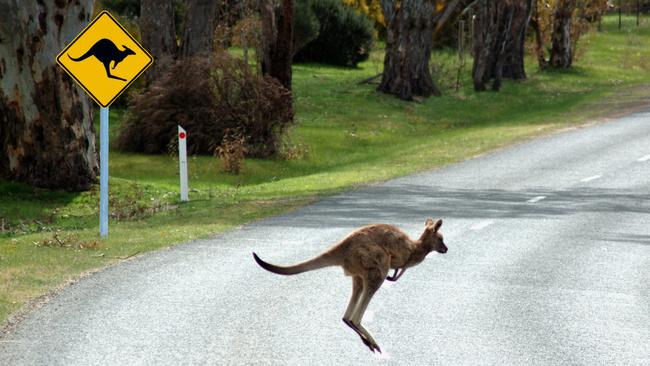 Kangaroo crash claims to the RAA increased 34 per cent in one year. Picture: iStock