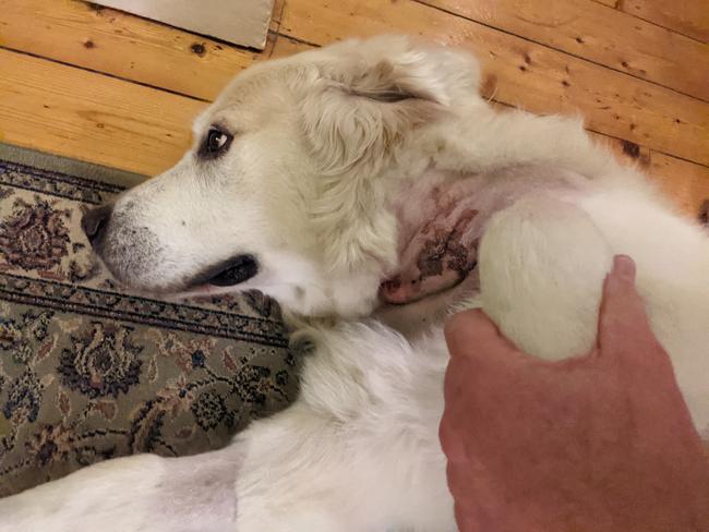 The golden retriever's injuries after being stitched up