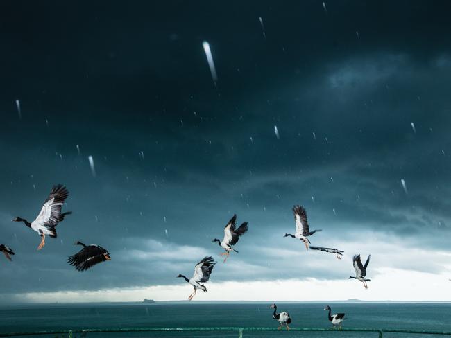 Magpie geese take flight as storms move across Darwin Harbour on Monday morning. Picture: Glenn Campbell