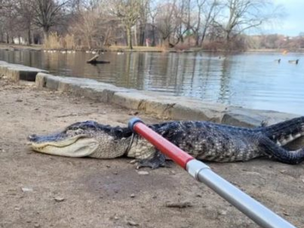 Park workers removed the errant beast, which was spotted floating on the water near Duck Island by the green space’s southeastern edge, around 8:30 am.