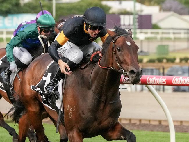 Piplup ridden by Damian Lane wins the Symal Handicap at Moonee Valley Racecourse on November 22, 2024 in Moonee Ponds, Australia. (Photo by George Salpigtidis/Racing Photos via Getty Images)