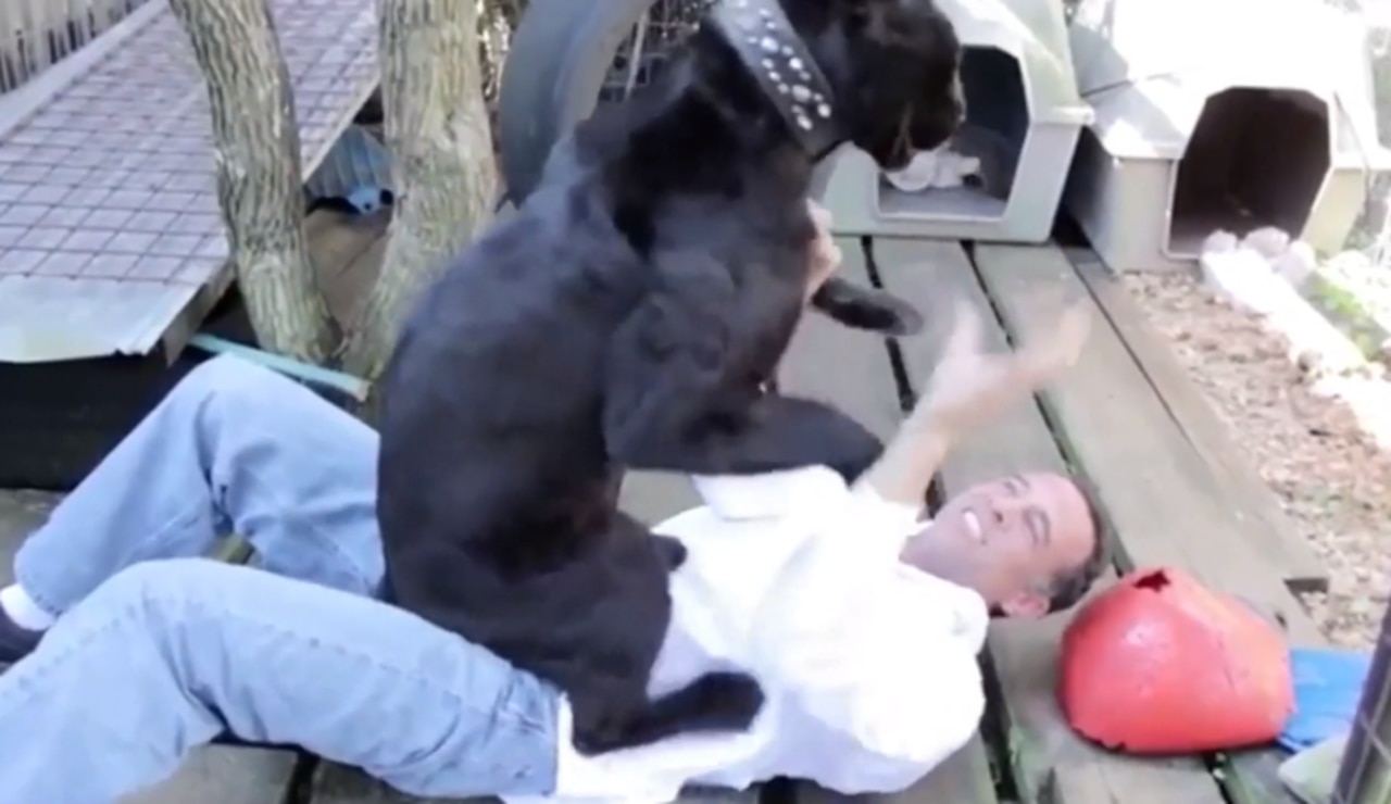 Florida man mauled by black leopard at Poggi's Animal House private zoo |   — Australia's leading news site