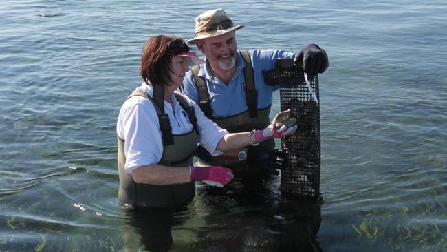 Yorke Peninsula. Gerri and Steve Bowley, have operated oyster leases at Stansbury for the past 7 years.