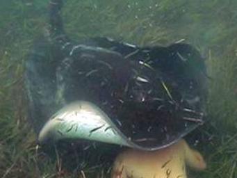 Johnny Debnam has a friendly encounter with a stingray of the coast of Rottnest Island, Western Australia. Photo: TerraAustralis.tv