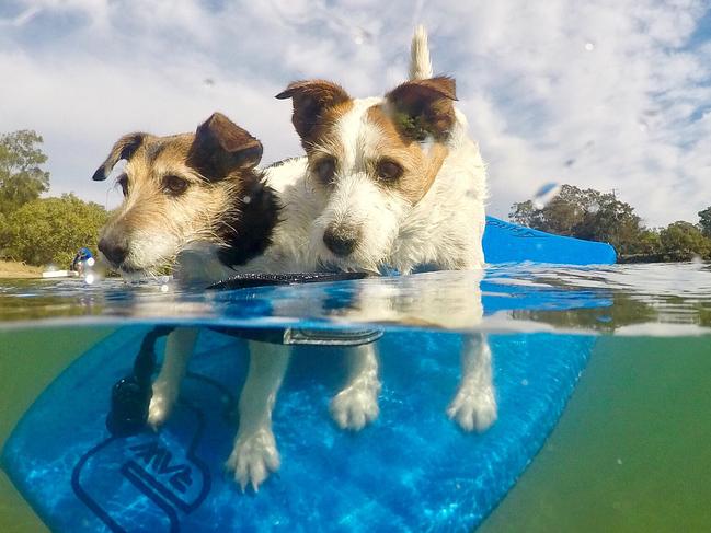 GCB hot weather, dogs in Currumbin creek  attempting to body board. Photo by Jo Staveley