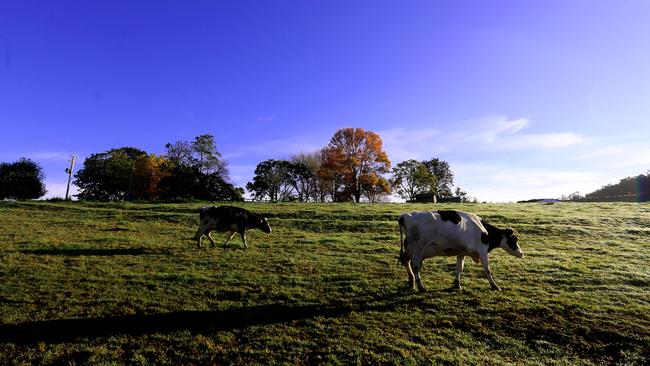 Many farmers say the government must be tougher on importing dairy products from overseas so struggling Australian farmers can stay afloat. 