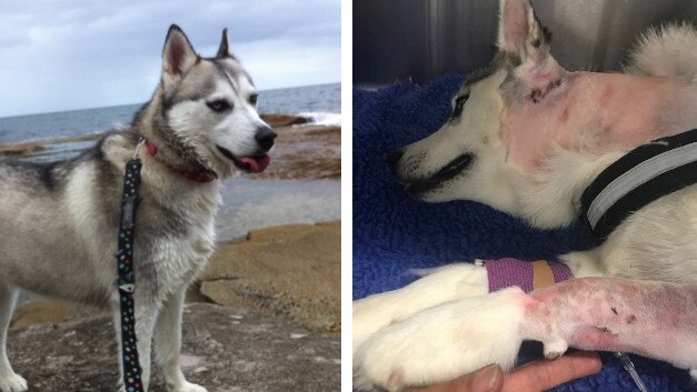 Mishka the husky suffered horrific injuries after she was attacked by other dogs.