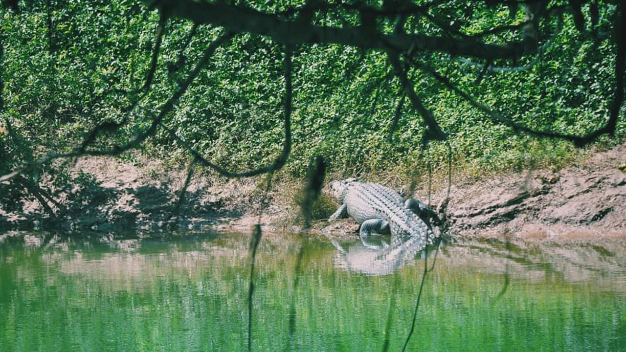 A photo of a crocodile near Babinda, known as Clyde, taken last year. Photo: Facebook