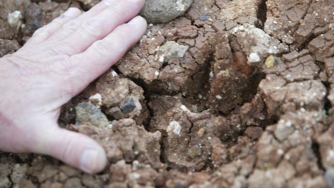 Big cat footprints uncovered in the region in 2004