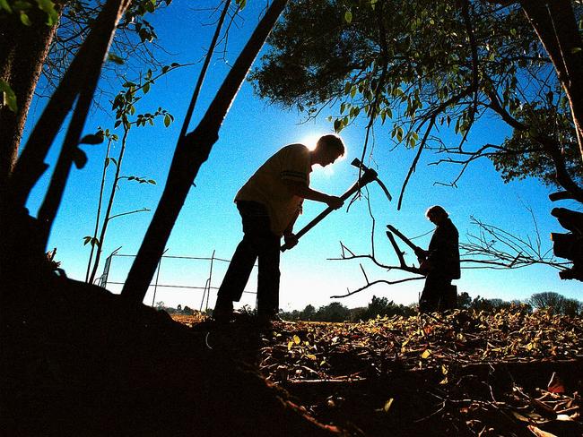 Work for the Dole Scheme at Kings Bush Reserve. Workers cleaning bushland, doing ground maintenance and putting up fences. Picture: Robert Pozo 21/6/01.