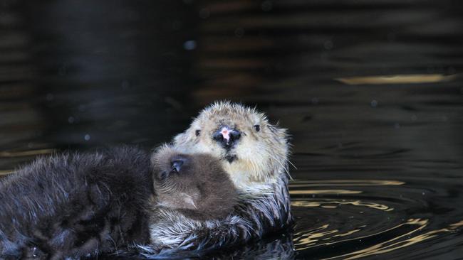 The mother cuddled the pup for the journey. Picture: Geraldine Davies/Caters News