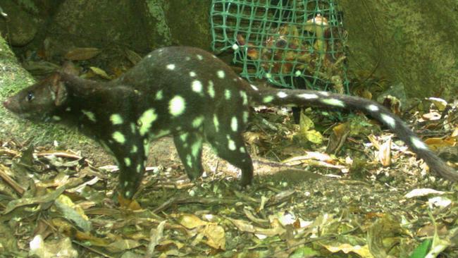 A spotted-tailed quoll in the Far North’s Wet Tropics. PICTURE: JESSE ROWLAND