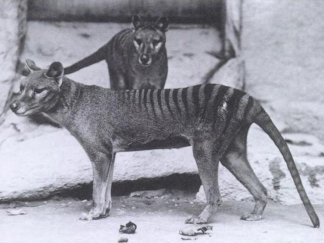 Tasmanian tigers. Picture: File