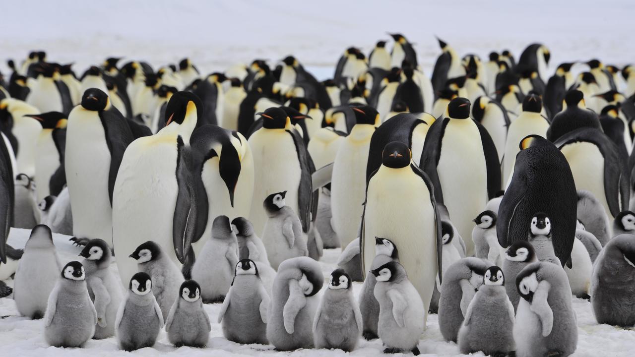 Emperor Penguins are the largest of all penguin species.