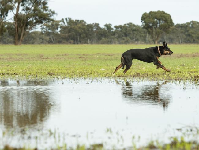 NEWS: Rain. Rosemary Bailey & kelpie TillyRosemary Bailey & her kelpie named Tilly in a barley crop after recent rain.PICTURED: Rosemary Bailey & her kelpie named Tilly in a barley crop after recent rain.PICTURE: ZOE PHILLIPS