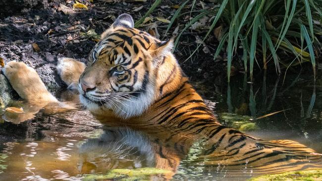 Adelaide Zoo’s new Sumatran Tiger, Delilah, cools down in her enclosure. Picture: Fran Mussared