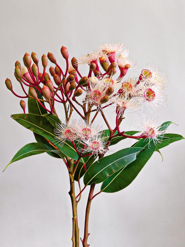 Flowering gum