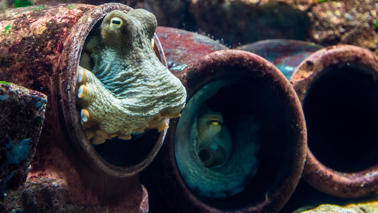 Two Octopuses curled up in pots on the sea floor Picture: istock