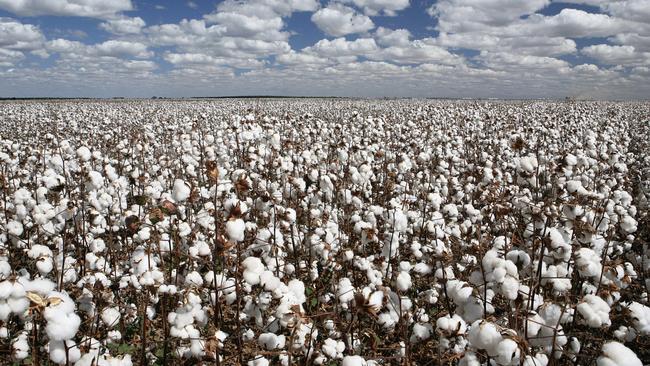 cotton plantation in contrast with blue sky and clouds