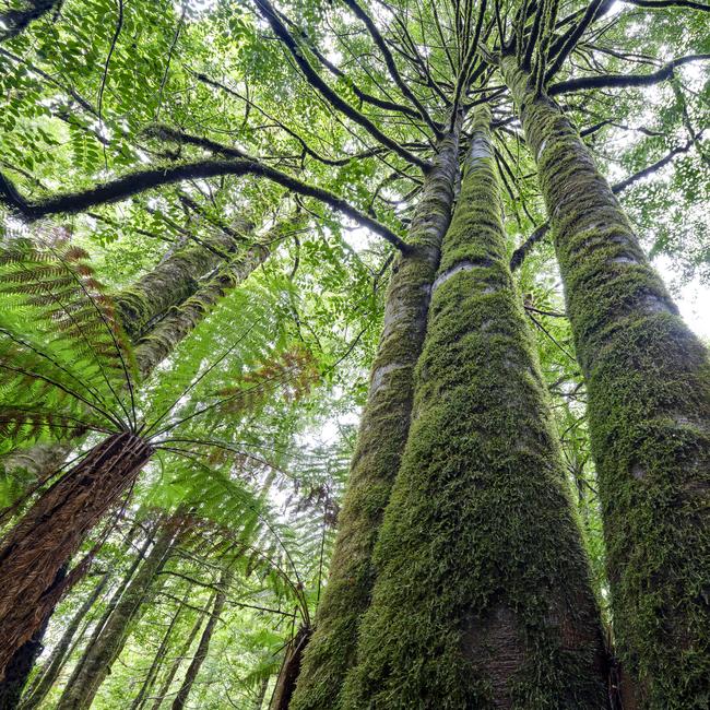 Six Tarkine Defenders have been charged today, after defending rainforest trees on public land from logging. Picture: Supplied