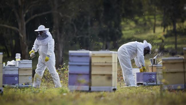 Varroa mite has been detected within Victorian borders for the first time. Picture: Nick Cubbin