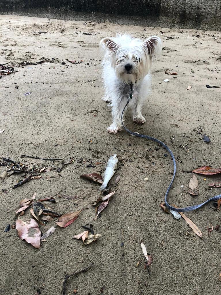 Dead fish appeared across the foreshore from Friday February 4. Picture: Jennifer Dixon