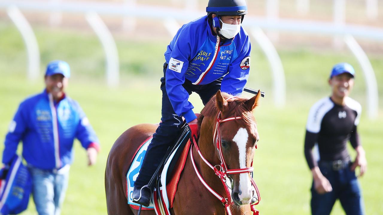 Japanese stayer Chestnut Coat gallops during a Werribee trackwork session.