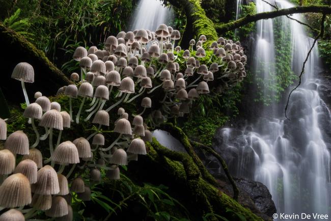 Botanical Winner by Kevin De Vree, Belgium. ‘Enchanted Forest’ Unidentified Species Lamington National Park is a fairytale forest teeming with waterfalls, gigantic old trees and wildlife.