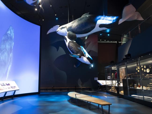 Life-sized models of three Orcas known as Old Tom, Humpy, and Kinscher on display in the new Great Southern Land Gallery at the National Museum ofAustralia. Picture: Martin Ollman