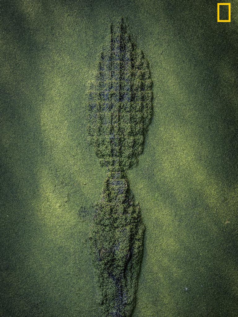 Photo by Cole Frechou / National Geographic Nature Photographer of the Year contest Mother Nature’s Camo (Mother Nature’s camo) Gator waiting in Duckweed in New Orleans, LA. This was taken off of a board walk so don’t worry for my safety.