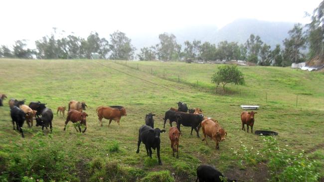 The lower reservoir is planned for the Netherdale area and will be developed over freehold land already cleared for cane farming and logging.