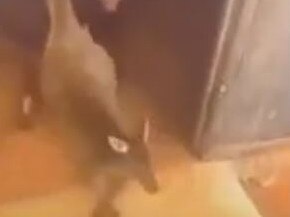 This week, footage of a young man bashing a kangaroo joey to death was proudly filmed and shared on Snapchat and Facebook.