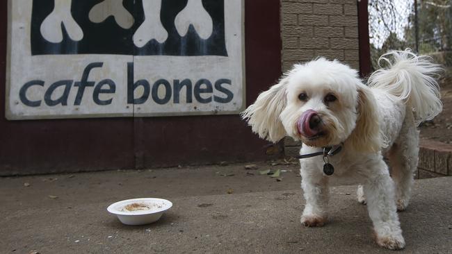 A dog licks its lips outside Cafe Bones. Picture: David Moir