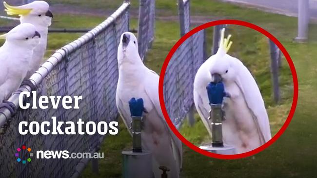 Smart cockatoos use their beaks and claws to drink from water fountain