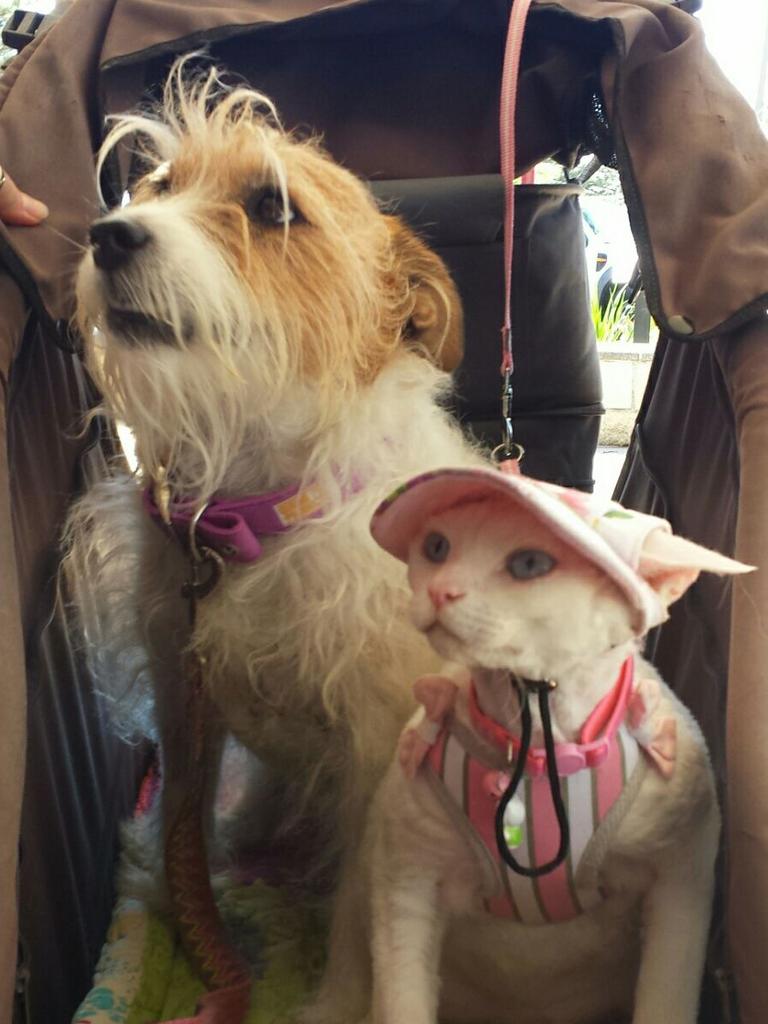 Millie and Katy ready for a walk.