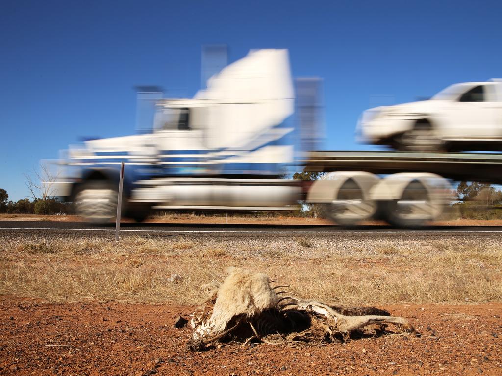 Images of drought ravaged north west NSW as the area battles through one of the worst dry spells in history. Road kill near Walgett. Picture: Sam Ruttyn