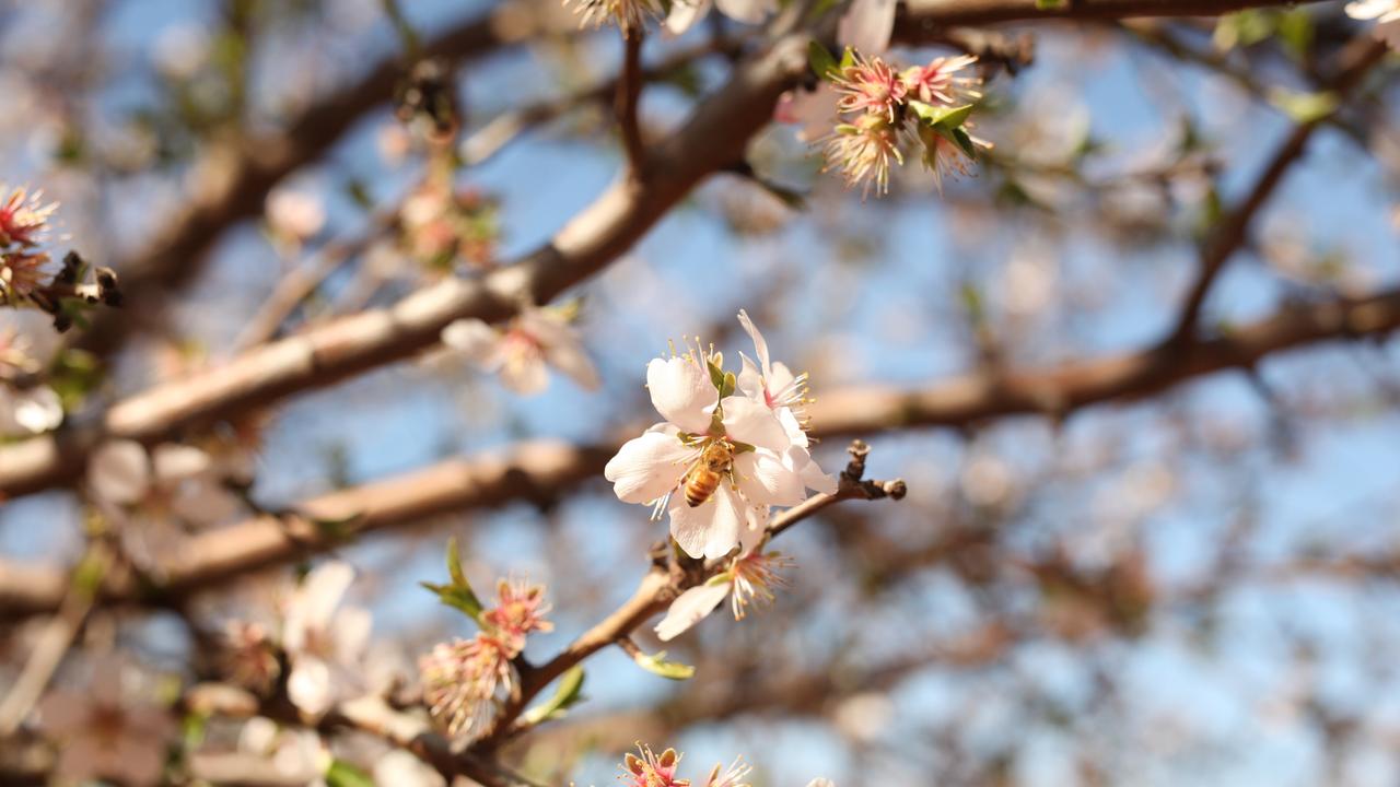 Aussie almond producer reports significant turnaround