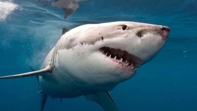 Great White Shark seen off the coast of WA.